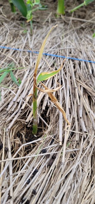 친환경님의 기타작물 · 병해충상담 작성글 사진