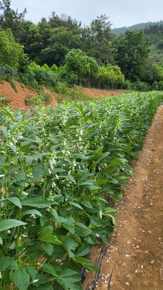 은태농님의 참깨 · 영농일지 작성글 사진