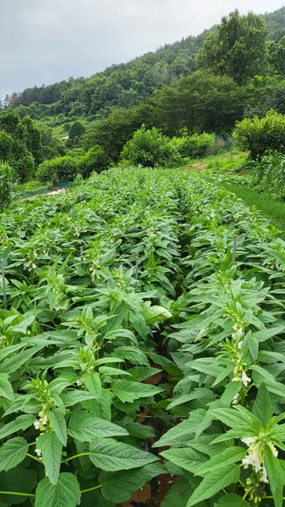 은태농님의 참깨 · 영농일지 작성글 사진