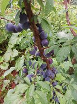 팜모닝 자유주제·자유게시판 게시글 이미지