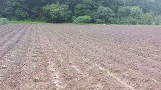 Blackbear님의 들깨 · 영농일지 작성글 사진