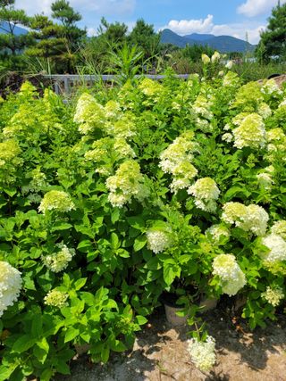 상근농원김덕주님의 기타작물 · 영농일지 작성글 사진