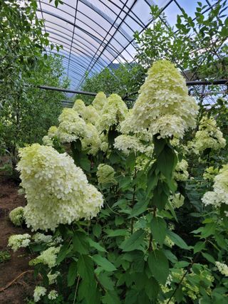 상근농원김덕주님의 기타작물 · 영농일지 작성글 사진