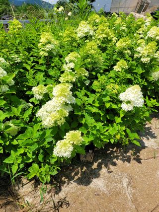 상근농원김덕주님의 기타작물 · 영농일지 작성글 사진