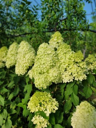 상근농원김덕주님의 기타작물 · 영농일지 작성글 사진