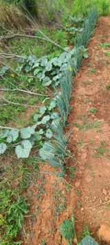 팜모닝 호박·영농일지 게시글 이미지