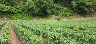 이쑤신장군님의 고추 · 영농일지 작성글 사진