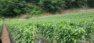 이쑤신장군님의 고추 · 영농일지 작성글 사진