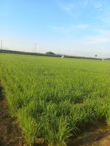 팜모닝 벼·영농일지 게시글 이미지