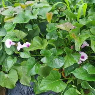 김숙향님의 자유주제 · 자유게시판 작성글 사진