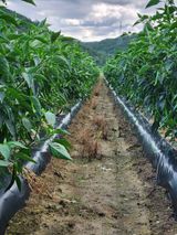 팜모닝 고추·영농일지 게시글 이미지