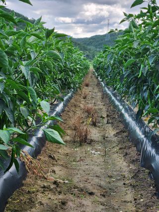 최영호님의 고추 · 영농일지 작성글 사진