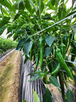 최영호님의 고추 · 영농일지 작성글 사진