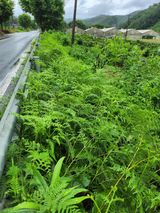 팜모닝 배추·영농일지 게시글 이미지