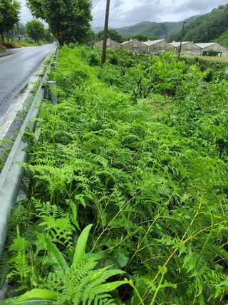 김용제 님의 배추 · 영농일지 작성글 사진