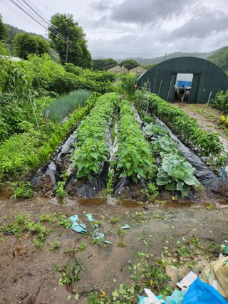 김용제 님의 배추 · 영농일지 작성글 사진