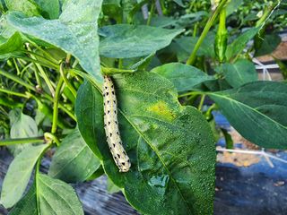 조용오님의 고추 · 영농일지 작성글 사진