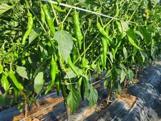 조용오님의 고추 · 영농일지 작성글 사진