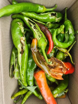 조용오님의 고추 · 영농일지 작성글 사진