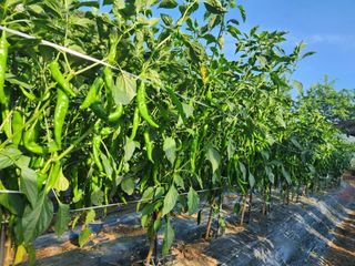 조용오님의 고추 · 영농일지 작성글 사진