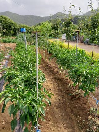 아산이쁘니95960님의 참깨 · 영농일지 작성글 사진