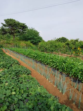 아산이쁘니95960님의 참깨 · 영농일지 작성글 사진