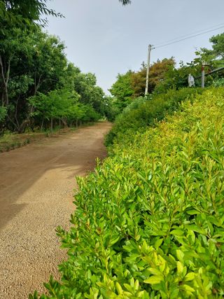 아산이쁘니95960님의 참깨 · 영농일지 작성글 사진