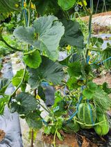 팜모닝 자유주제·사진전 게시글 이미지