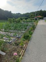 팜모닝 고추·영농일지 게시글 이미지