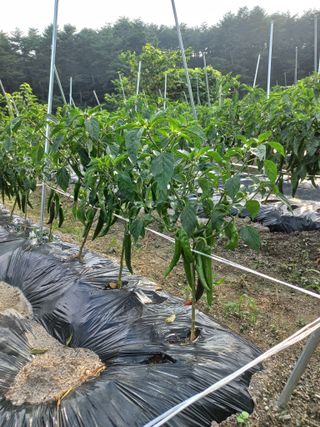 최태순님의 고추 · 영농일지 작성글 사진