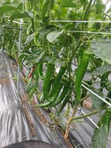 팜모닝 고추·영농일지 게시글 이미지