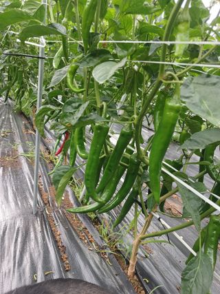 유경규 님의 고추 · 영농일지 작성글 사진