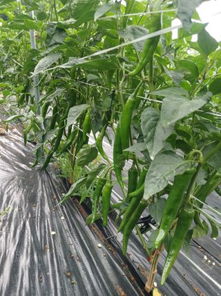 유경규 님의 고추 · 영농일지 작성글 사진