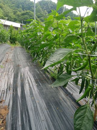 유경규 님의 고추 · 영농일지 작성글 사진