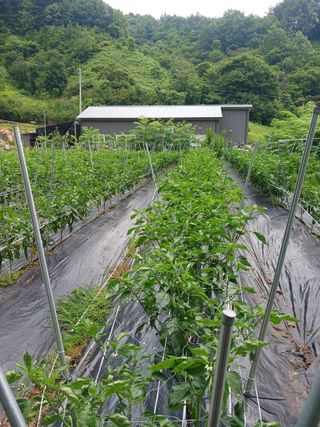 유경규 님의 고추 · 영농일지 작성글 사진