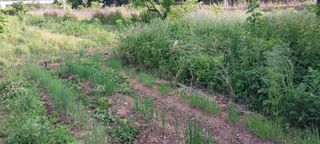 둘리아버지님의 파 · 영농일지 작성글 사진