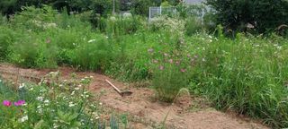 둘리아버지님의 파 · 영농일지 작성글 사진