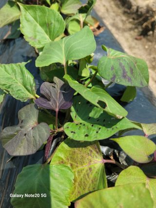 강화댁님의 고구마 · 영농일지 작성글 사진