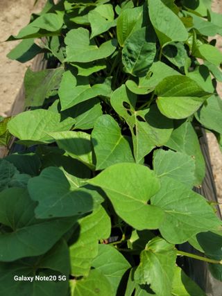 강화댁님의 고구마 · 영농일지 작성글 사진