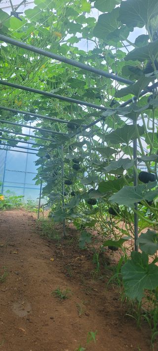 양기승님의 호박 · 영농일지 작성글 사진