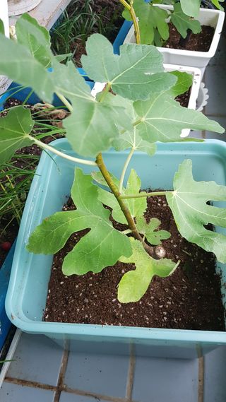 심상화님의 기타작물 · 영농일지 작성글 사진