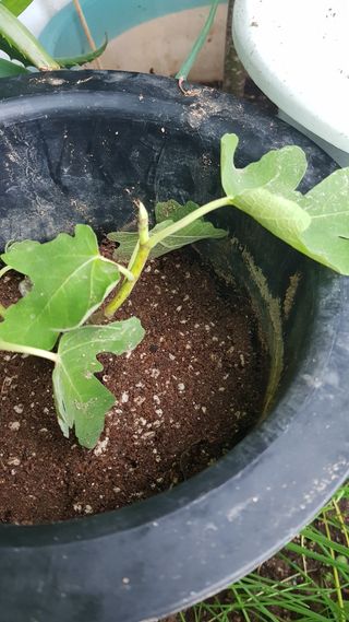 심상화님의 기타작물 · 영농일지 작성글 사진