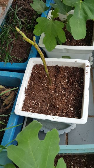 심상화님의 기타작물 · 영농일지 작성글 사진