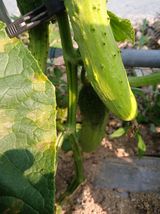 팜모닝 자유주제·자유게시판 게시글 이미지