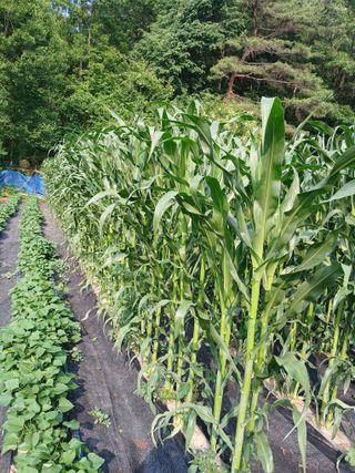 배추13283님의 자유주제 · 자유게시판 작성글 사진