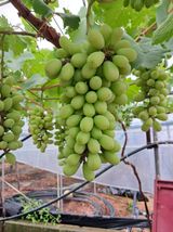 팜모닝 포도·자유게시판 게시글 이미지