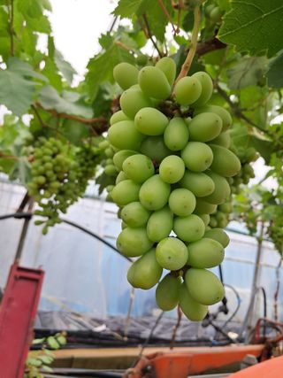 포도님의 포도 · 자유게시판 작성글 사진