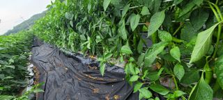 영덕 축산 김일규님의 고추 · 영농일지 작성글 사진