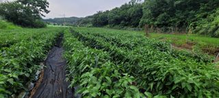 영덕 축산 김일규님의 고추 · 영농일지 작성글 사진