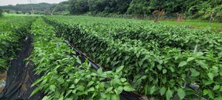 영덕 축산 김일규님의 고추 · 영농일지 작성글 사진